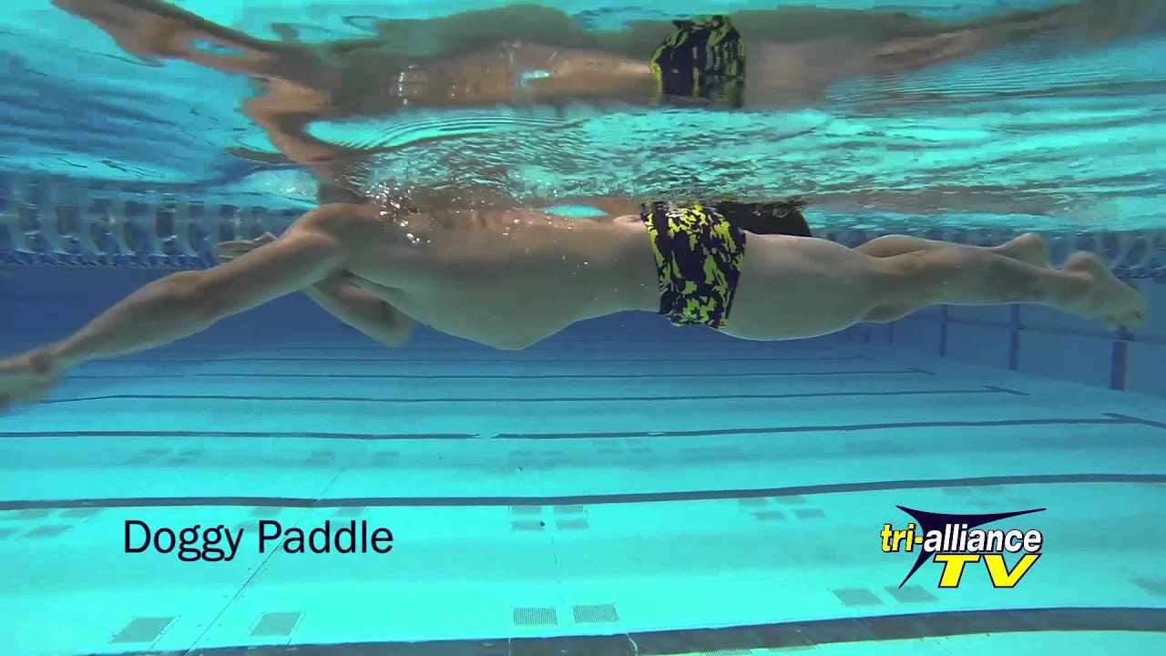dog paddle swimming dog paddle swimming