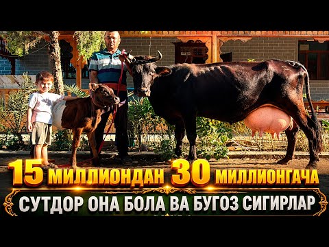 ОНА БОЛА ВА БУГОЗ СИГРЛАР АРЗОНЛАРИДАН 23 июля 2026 г.