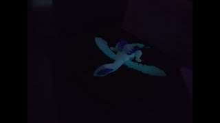 Lugia, Timelapse