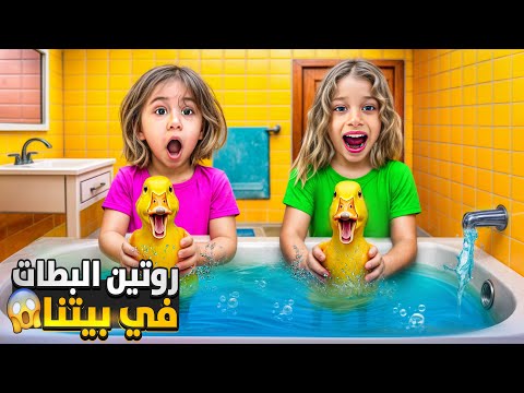 جبت لصفا ولولو بطات حقيقية جنو عليهون عملنا روتين البطات سبحناهم بالمي
