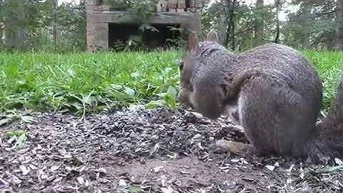 Audio Visual Catnip- September 2016  Watch With your Cat