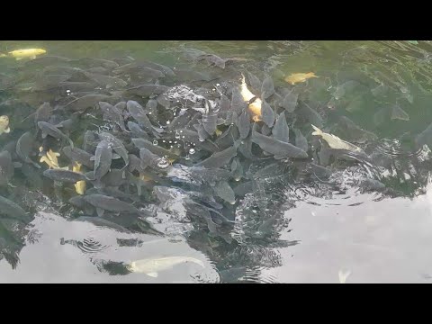 Video: Cara Mengisi Ikan Mas