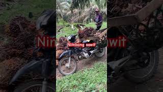 Nimbang sawit #phonk #music #anime