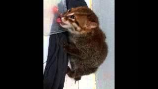 rare flat headed cat found in my room