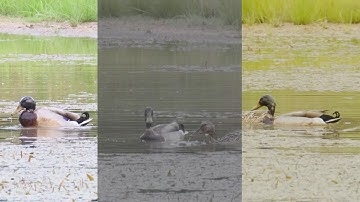 Mallard Pond Canon R7 Video Test: Standard vs CLOG-3 vs HDR PQ