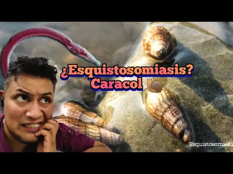 Video: ¿Todos los caracoles son portadores de esquistosomiasis?