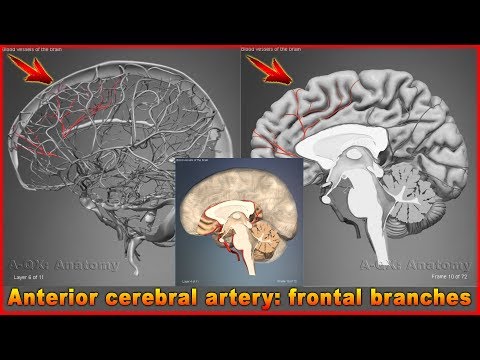 पूर्वकाल सेरेब्रल धमनी: ललाट शाखाएं | सिर और गर्दन की धमनियां | 3डी मानव शरीर रचना विज्ञान | अंग