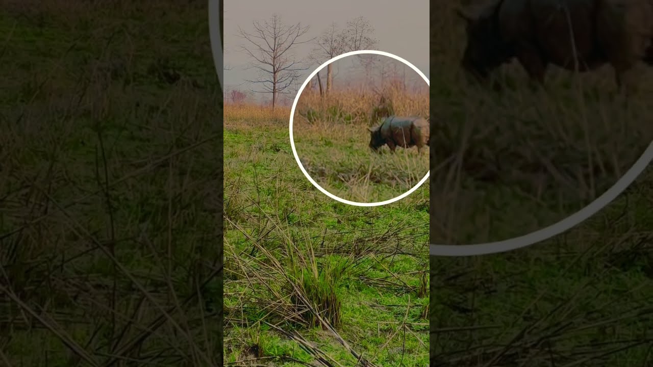 Majestic Rhino Spotted In The Wild Jungle Wildlife Safari April 29 2025