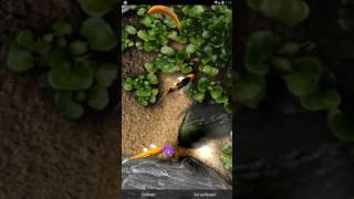 koi live wallpaper free version demo video screenshot 1