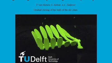 Sequential shape-shifting of the leaves of a 3D printed shy plant, TU Delft, Prof Amir A Zadpoor