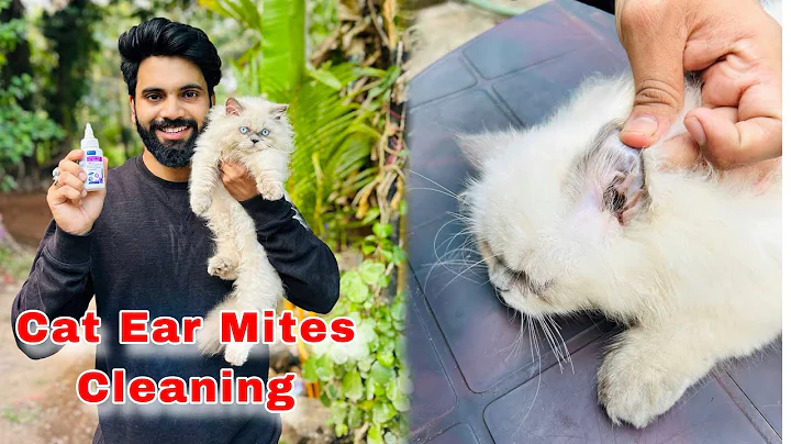 Video 7400221: persian cat, cat ear cleaning