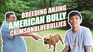 CRIMSON BULLIES..IDEALIS BREEDER AMERICAN BULLY by Nextpets Channel 1,134 views 2 years ago 11 minutes, 12 seconds