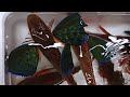 SHOCKING JAPANESE LIVE FISH MARKET