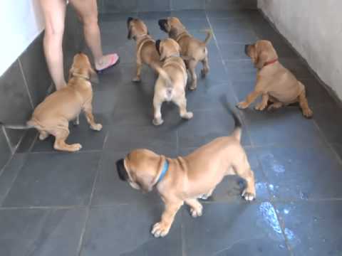 FILHOTES DE FILA BRASILEIRO 52 DIAS - CANIL DOURADOS DO SOL - SÃO SEBASTIÃO  SP 