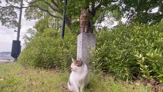 石碑の上からこの場所を守る神様のふくちゃんとみぃ〜ちゃん…。#cat by げんむ〜の正直しんどい。　GenTube 36 views 1 day ago 2 minutes, 27 seconds