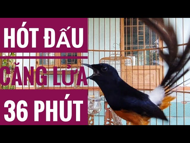 Chòe Lửa Hót Đấu, Đập Chạy Liên Tục 36 Phút❣ White Rumped Shama ❣ Murai  Batu ❣ บินหลาดง ❣ - Youtube