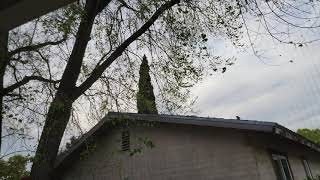 High Clouds Mostly Cloudy and SSW Winds 6:24pm April 3, 2021