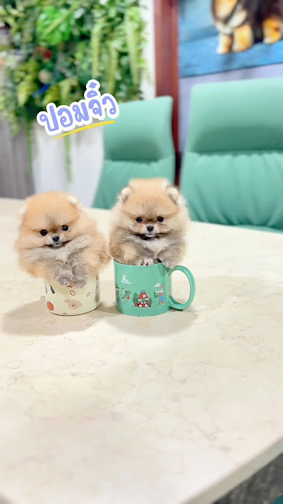 #cute #poompoom #puppy #pets #poms #cat #kitten #cutedog #heropom #pomeranian