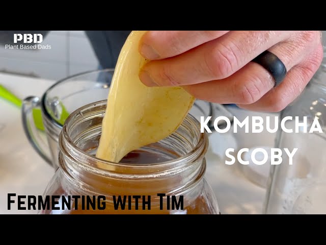 Growing A Scoby: How To Grow A Scoby - The Edgy Veg