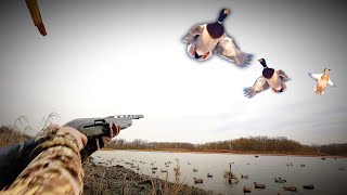 Migrating MALLARDS over a TINY Creek Channel