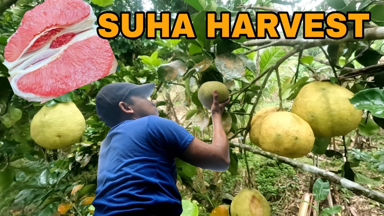 Red Suha harvest