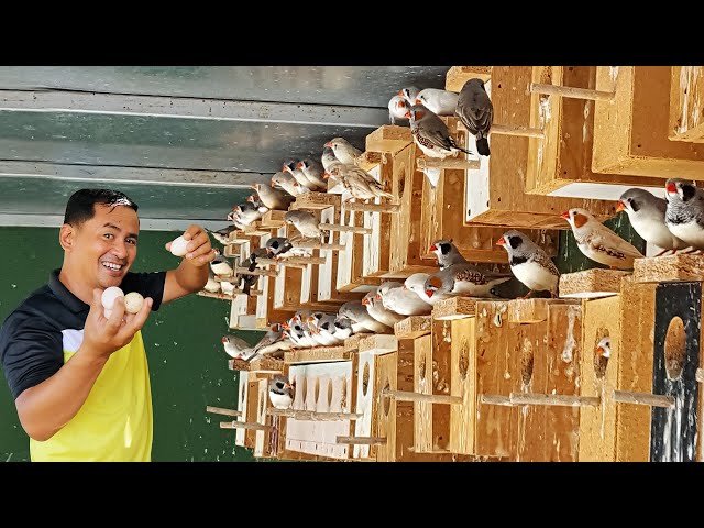 My Natural Aviary of Finches & Parakeets - Newly built bamboo nest! Tips on How to become successful class=