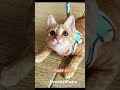 #歌う猫 #cat #保護猫 #猫のいる暮らし #にゃんたチャンネル #cute #子ネコ #catlover #猫好きさんと繋がりたい #apt #あーぱつ #あーぱつあぱつ #あぱつ