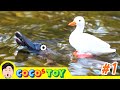 The Ugly Duckling 1ㅣreal version, fairy tale for children, animals moral storyㅣCoCosToy