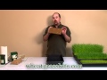 Growing Wheatgrass Hydroponically | Grow Wheat Grass