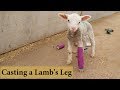 How I Casted Broken & Deformed Legs on Newborn Lambs (THE FINAL RESULT!): Vlog 149