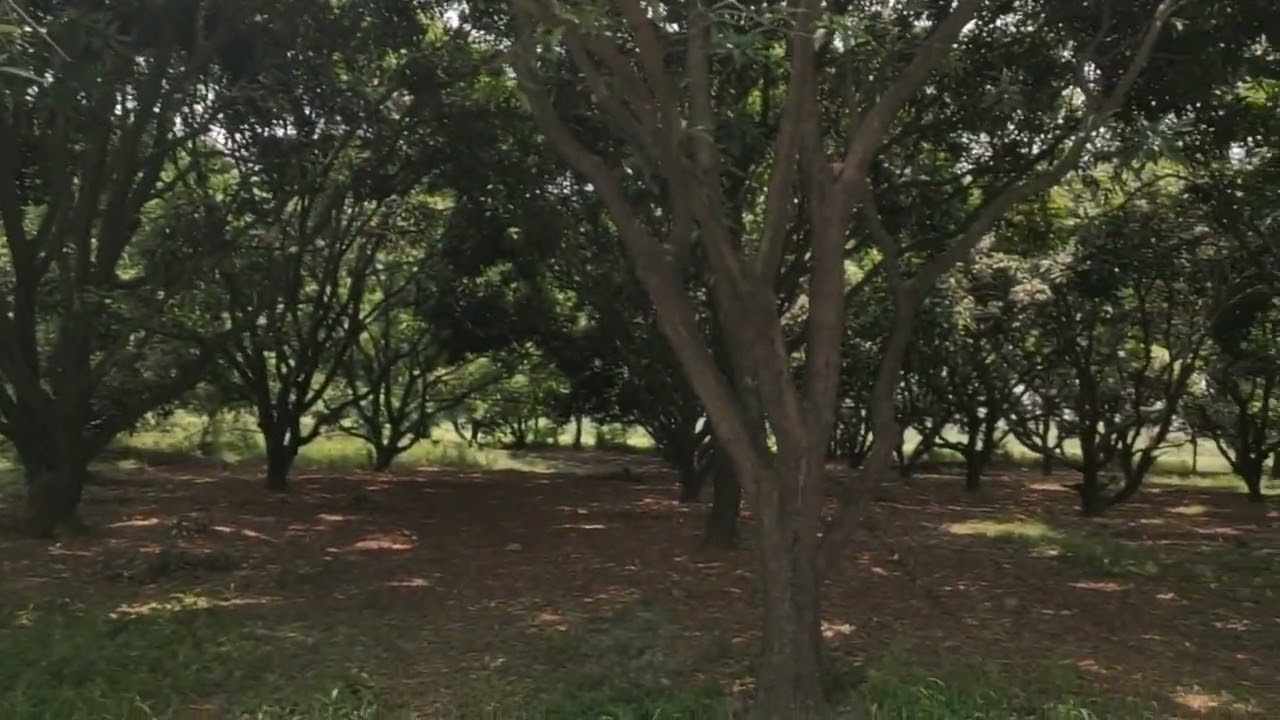 Darkness In The Day In 21 June 2020 Due To Solar Eclipse 