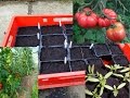 Ma méthode de semis des tomates, poivrons et piments