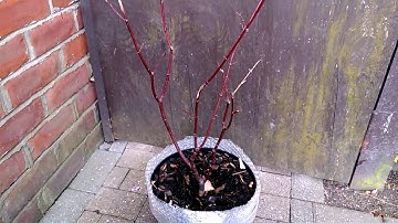 Acer Red Wine - Major Die-back Problem (part 1 of 2)