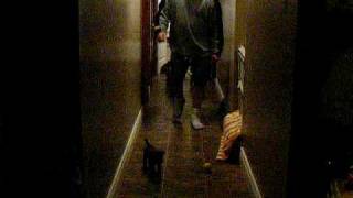 Irish Terrier J C Puppies