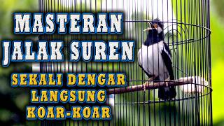 Download lagu JALAK SUREN  BERKICAU  SUDAH TERBUKTI  PASTI BIKIN JALAK SURENLAIN IKUT BUNYI