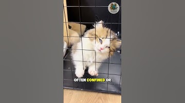 Why Cats Are So Unpredictable #trending #AnimalSphere