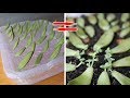 2 cách so sánh giữa trồng sen đá không cần đất | 2 ways to compare stone lotus planting without soil