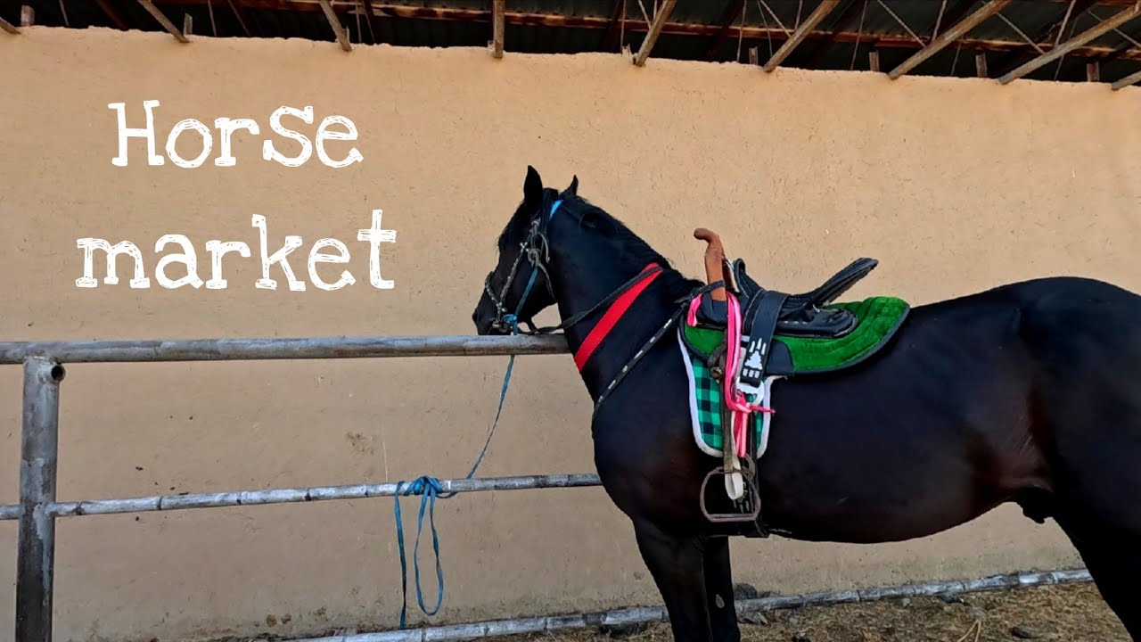 Horse market in Uzbekistan!How much does it cost to buy a horse in Tashkent?