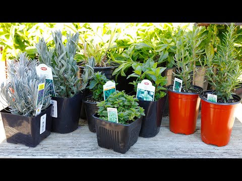 Video: Beneficiile aromoterapiei - Informații despre utilizarea aromoterapiei în grădini