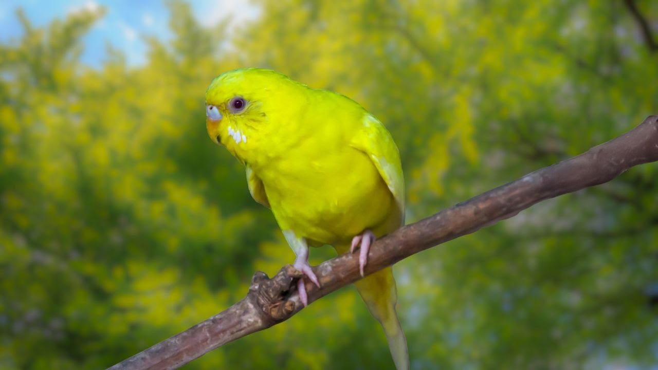 Birds Singing - Relaxing Bird Sounds Heal Stress, Anxiety & Depression, Heal The Mind Birds Singing - Relaxing Bird Sounds Heal Stress, Anxiety & Depression, Heal The Mind