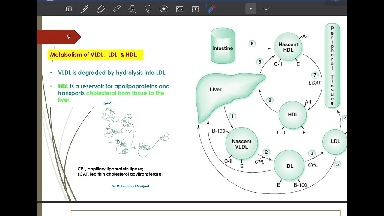مادة الكيمياء طب الانبار Lipoproteins | part 2 G2S2 Anbar Biochemistry