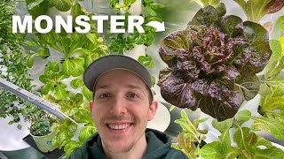 Largest Head Of Lettuce On Indoor Tower Garden by Rochester Microgreens 89 views 3 weeks ago 1 minute, 23 seconds