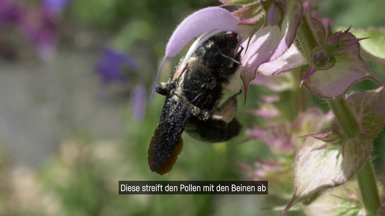 Holzbiene Youtube 