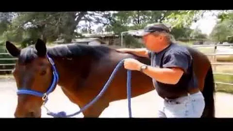 Techniques to alleviate stomach ulcers in horses