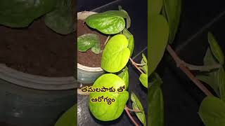 betel leaf(తమలపాకు ఆరోగ్య ప్రయోజనాలు )#మెడిసినలప్లాంట్స్ #ytshorts #shortvideo