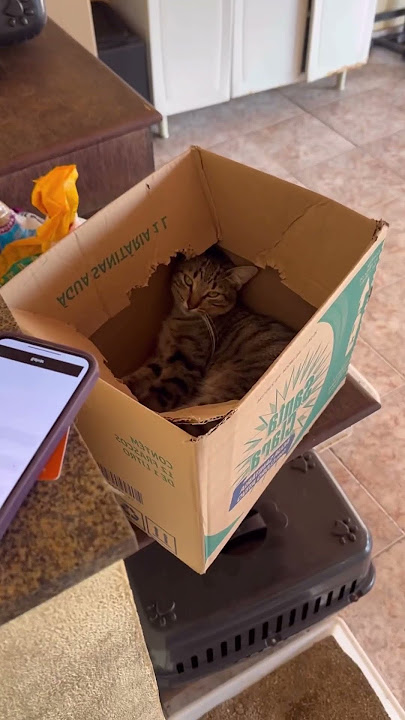 I caught my 2 male cats dating #cats #catsandcat #pets #cutecats #ilovecats #yourpet