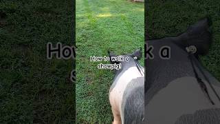 How To Walk A Show Pig