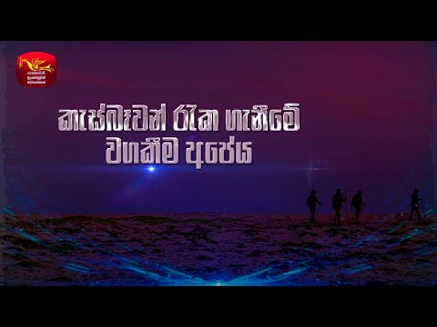 It is Our Responsibility to Protect Turtles | කැස්බෑවන් රැක ගැනීමේ වගකීම අපේය | A Documentary