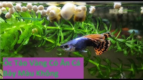 Ốc Táo Vàng Có Ăn Cá Bảy Màu Hay Không | Tuấn Cá Cảnh