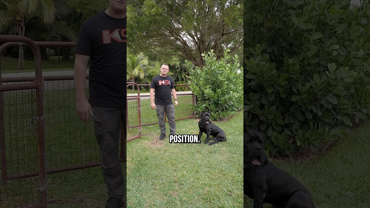 Greeting A New Dog 101